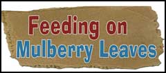 Feeding On Mulberry Leaves